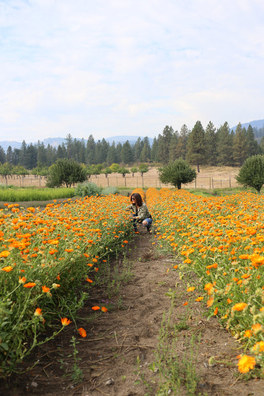 Calendula: The Healing Herb