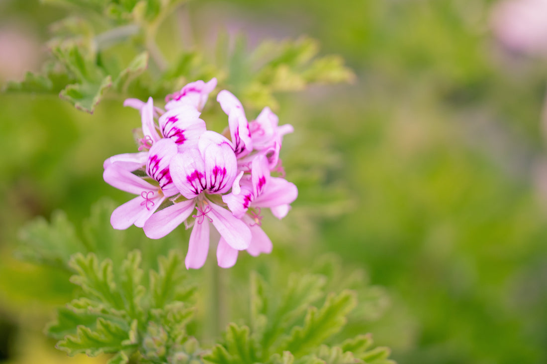 Geranium: The Botanical Powerhouse Your Skin’s Been Waiting For