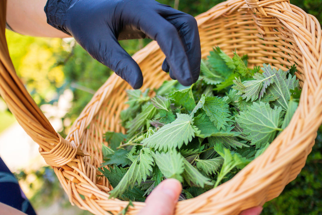 10 Nutrient-Dense Ingredients That Feed Your Skin